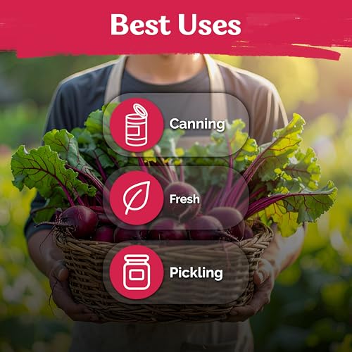 600 Detroit Dark Red Beet Heirloom Vegetable Seeds