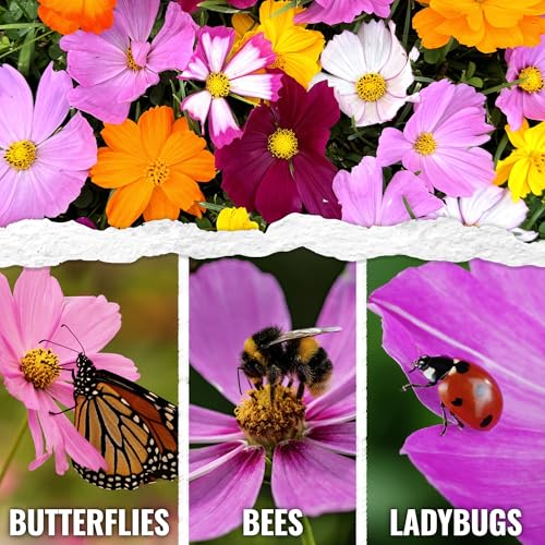 Flower Seeds Cosmos Original Crazy Blend 10+ Varieties Bulk Pack