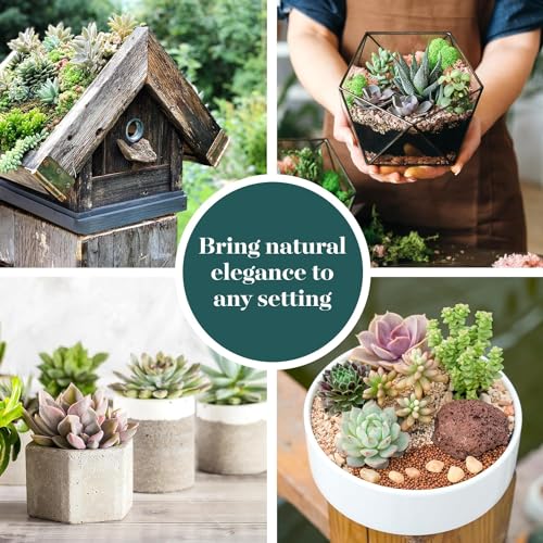 Assorted Succulent Plant Pack Collection (256 Count)