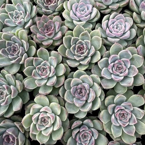 Echeveria Zixia Fairy (Echeveria Zixia Fairy)