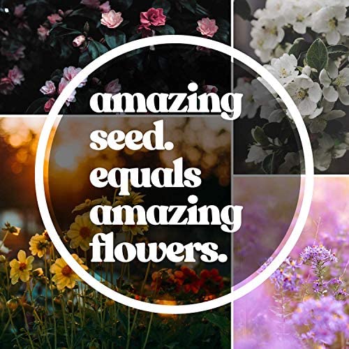 Mountain Valley Seed Co All Annual Wildflower Mix Seeds for Planting 4 Oz (4 Ounce)