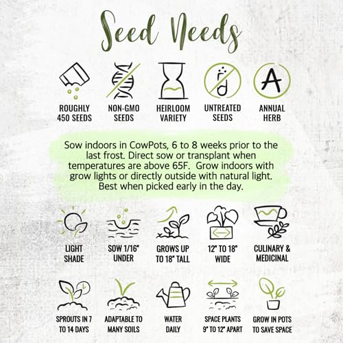 Chervil Seeds to Plant Heirloom Non (5 Packs)