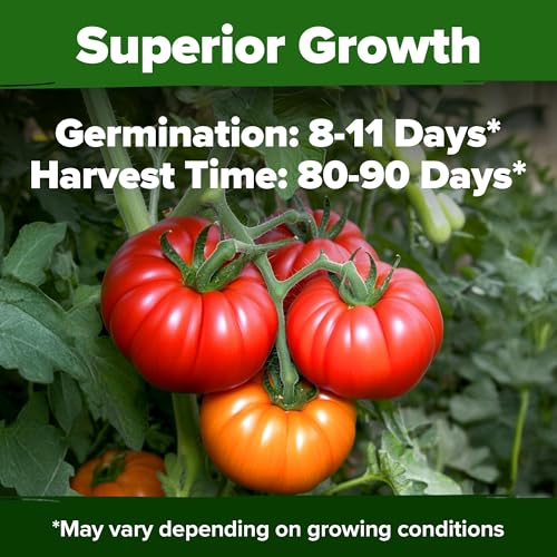 Beefsteak Tomato Seeds (2 Count)