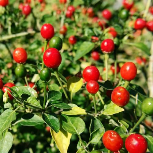 Chiltepin Pepper Plants Live (Chiltepin Tepin Bird Pepper)