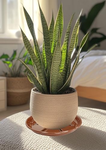 6 Pack of Plant Saucer 10 inch (10in*6 / Beown)