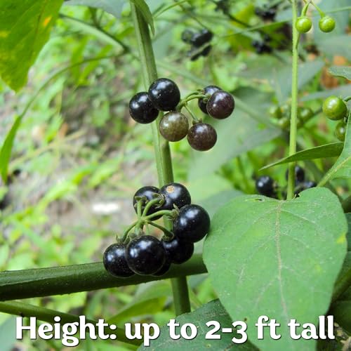 50 Black Nightshade Hierba Mora Heirloom Seeds