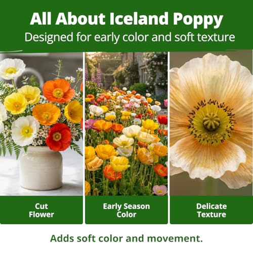 Iceland Poppy 3500 Flower Seeds Papaver nudicaule