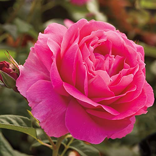 Heirloom Hybrid Tea Roses (Grande Dame)