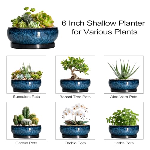 Succulent Pots (6 Inch / Blue)