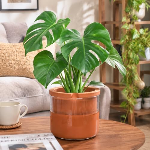 8 Inch Self Watering Planter (8" (1 Pack) / Terracotta)