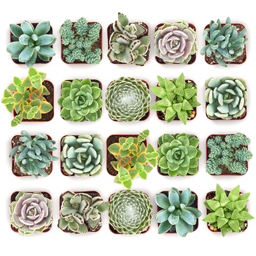Mixed Succulent Plant Pack 2" Grow Pot Pack of 100 (100 Count)