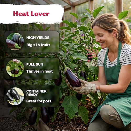 500 Black Beauty Eggplant Heirloom Vegetable Seeds