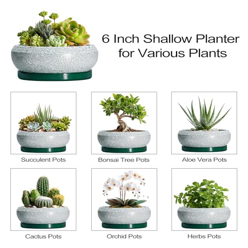 Succulent Pots (6 Inch / Blackish Green-white)