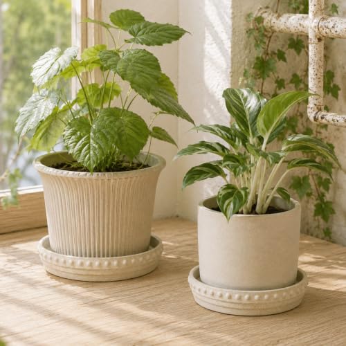 Plant Saucers (Beige White)