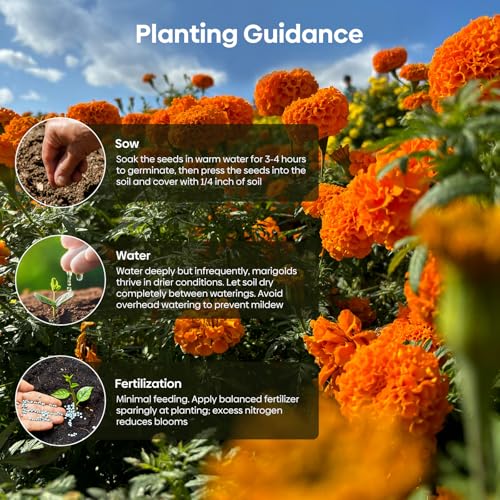 Marigold Seeds