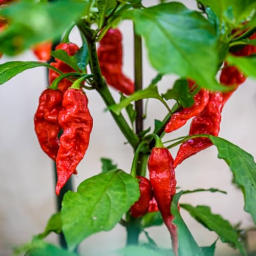 Ghost Pepper Bhut Jolokia Plants Live (Bhut Jolokia Chile Ghost Pepper)