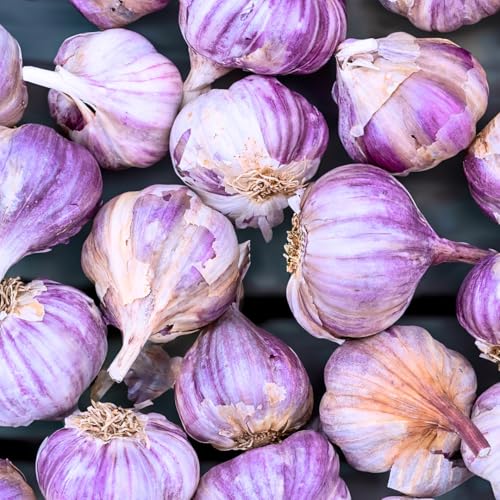 1 LB Purple Hardneck Garlic Bulbs for Planting in Fall (Purple Garlic)