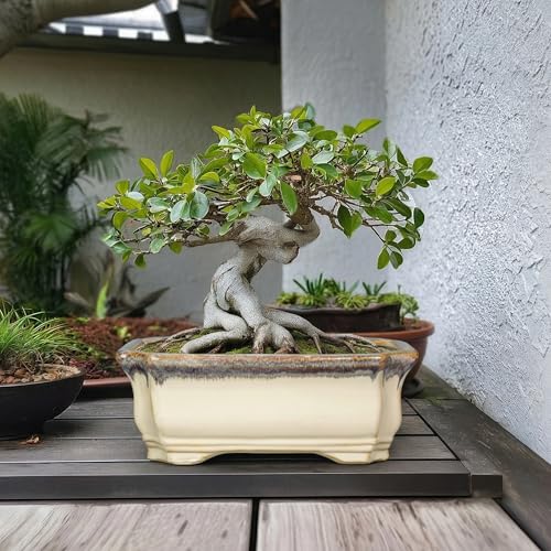13.7 Inch Bonsai Planter (13.5 Inch / Rectangular Beige-brown)