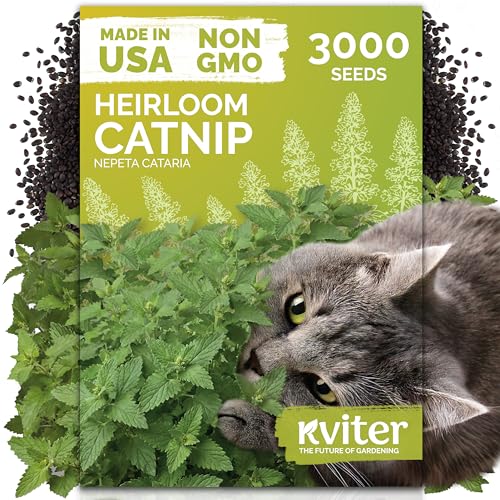 3 000 Catnip Heirloom Herb Seeds for Planting