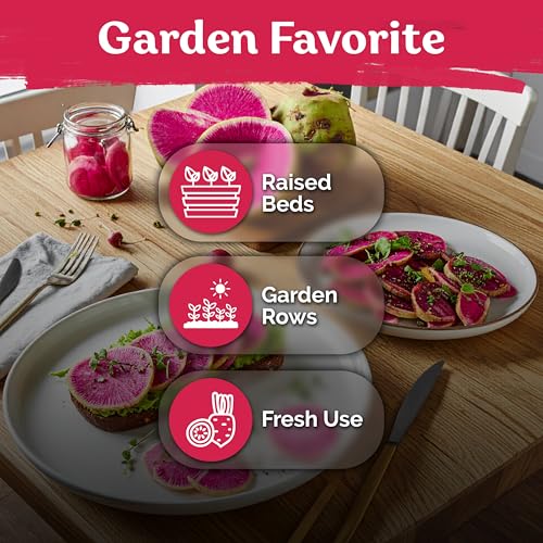 550 Watermelon Radish Heirloom Vegetable Seeds