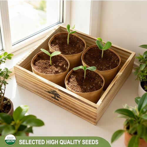 Bonsai Tree Starter Kit for Beginners