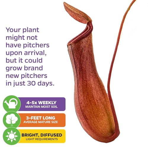 Alata Pitcher Plant (Alata)