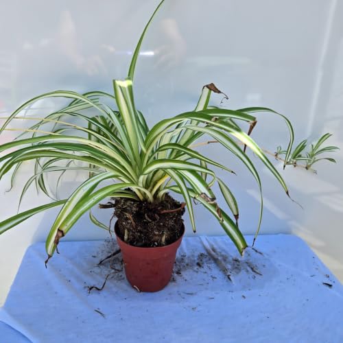 Spider Plant Air Purifier (1 Cup (4in) / spider)