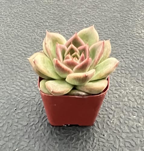 Echeveria 'Black Crystal' (Echeveria 'Black Crystal')