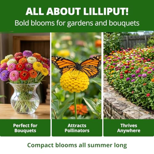 Lilliput Mix Zinnia 8450 Flower Seeds Zinnia elegans