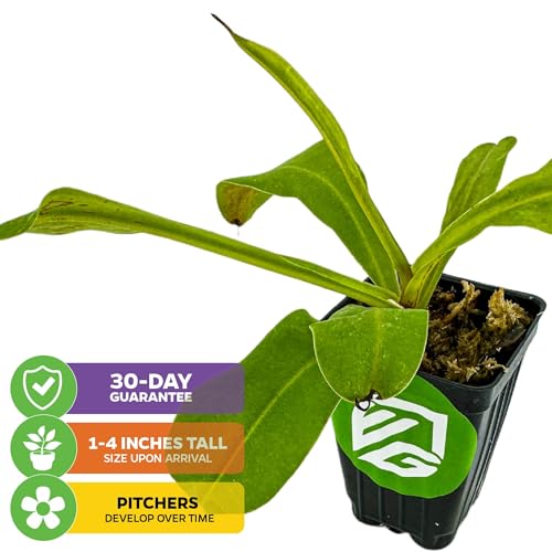 Alata Pitcher Plant (Alata)