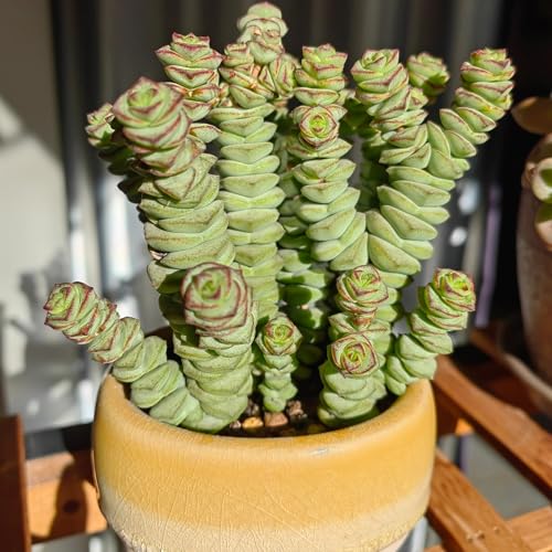4" String of Buttons in Green Stripe Pot (Green)