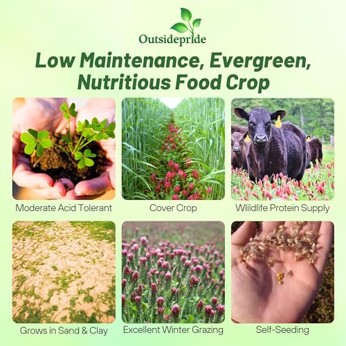 Crimson Clover Seeds (640 Ounce)
