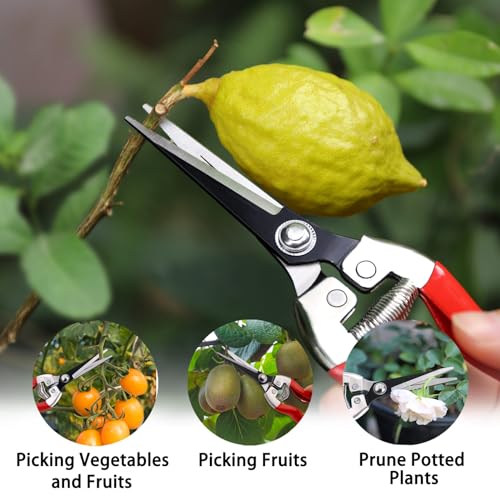 3Pack Pruning Shears (Classic)
