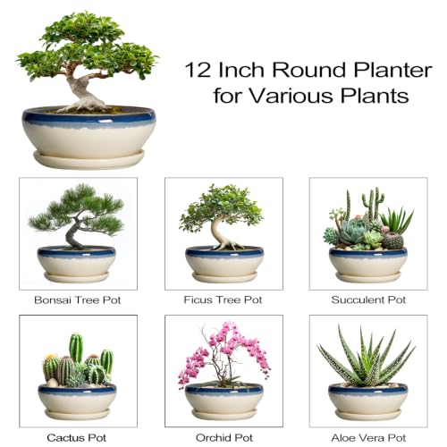 Bonsai Tree Pots (12 Inch / Blue-beige)