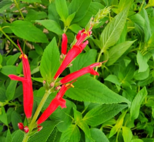 Live Perennial Plants (3 Pots)