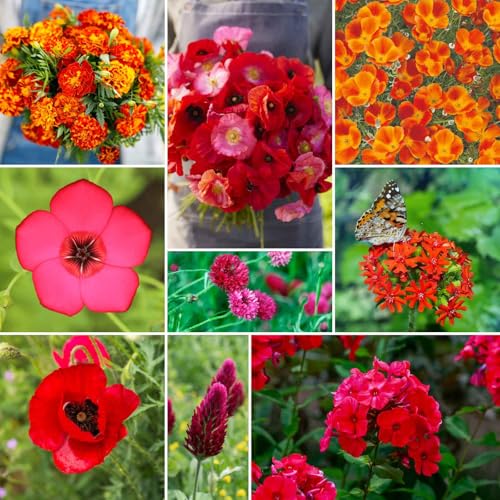 Red Head Wildflower Mixed Seeds for Planting (1/4 Pound / Red Head)