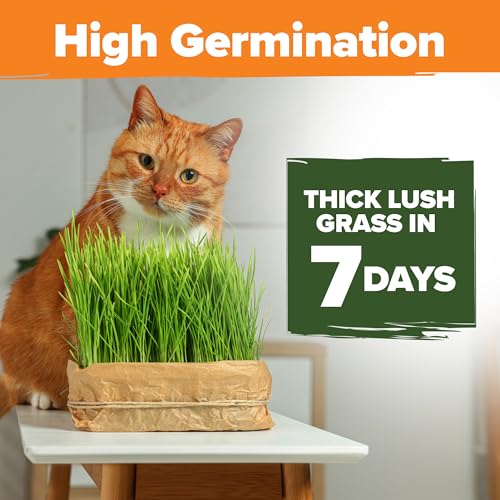 Indoor Cat Grass Refill 3