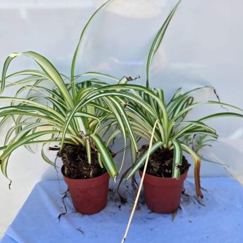 Spider Plant Air Purifier (2 Cup (4in) / spider)
