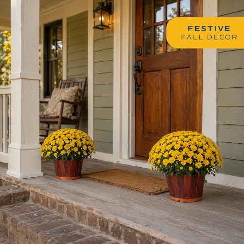 Garden Mums Live Outdoor Plant (Bushel Basket Flower Pot / 3 Qt. (Pack of 2) / Yellow)