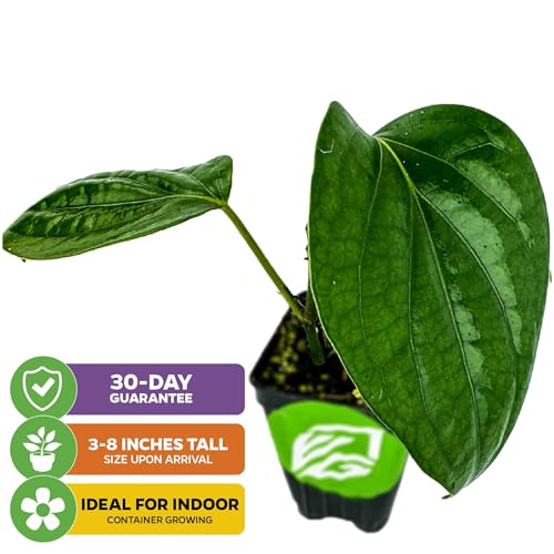 Black Pepper Piper nigrum Plant (Black Pepper)