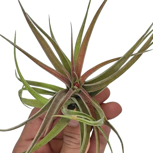 Air Plants Tillandsia Brachycaulos Abdita (5 Count)