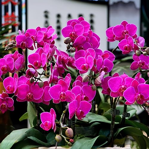 50 Pcs Large Plant Clips Orchid Clips Plant Orchid Support Clips Flower Vine Clips for Supporting Stems Vines Stalks Climbing Plants Grow Upright