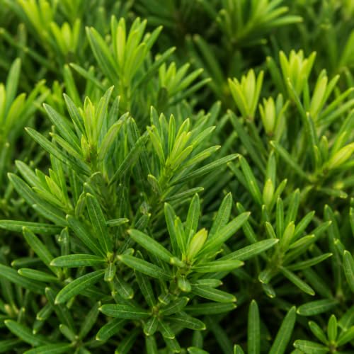 Podocarpus Macrophyllus Japanese Yew (60 Count)