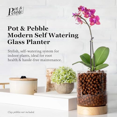 C3 Glass Orchid Pot