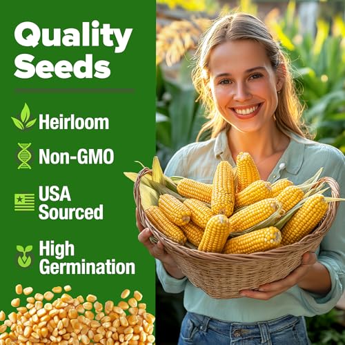 Golden Bantam Sweet Corn Seeds