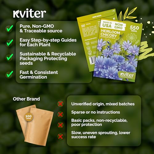 550 Chicory Heirloom Flower Seeds for Planting