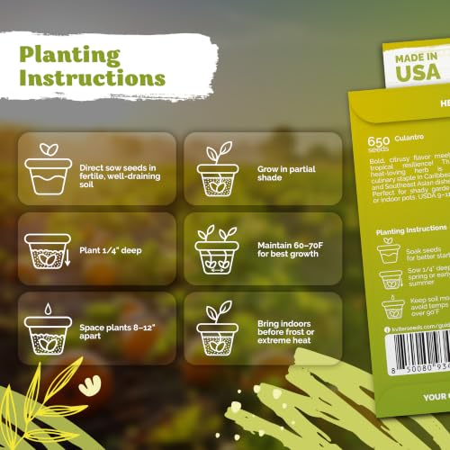 650 Vietnamese Culantro Heirloom Herb Seeds for Planting