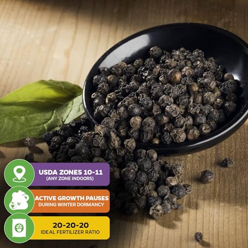 Black Pepper Piper nigrum Plant (Black Pepper)