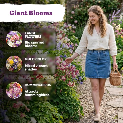 1 000 McKana Giants Mix Columbine Heirloom Flower Seeds