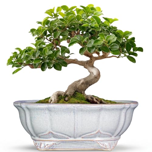 11 Inch Bonsai Pots (11 Inch / Oval Grey)
